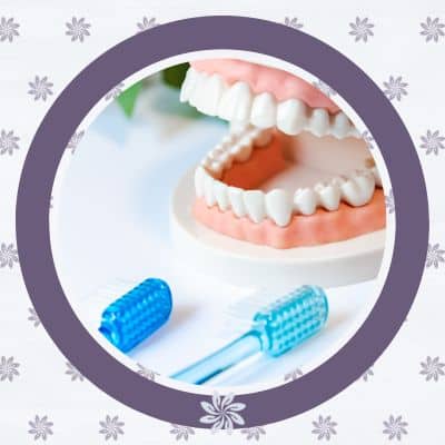 Fake teeth model and toothbrushes